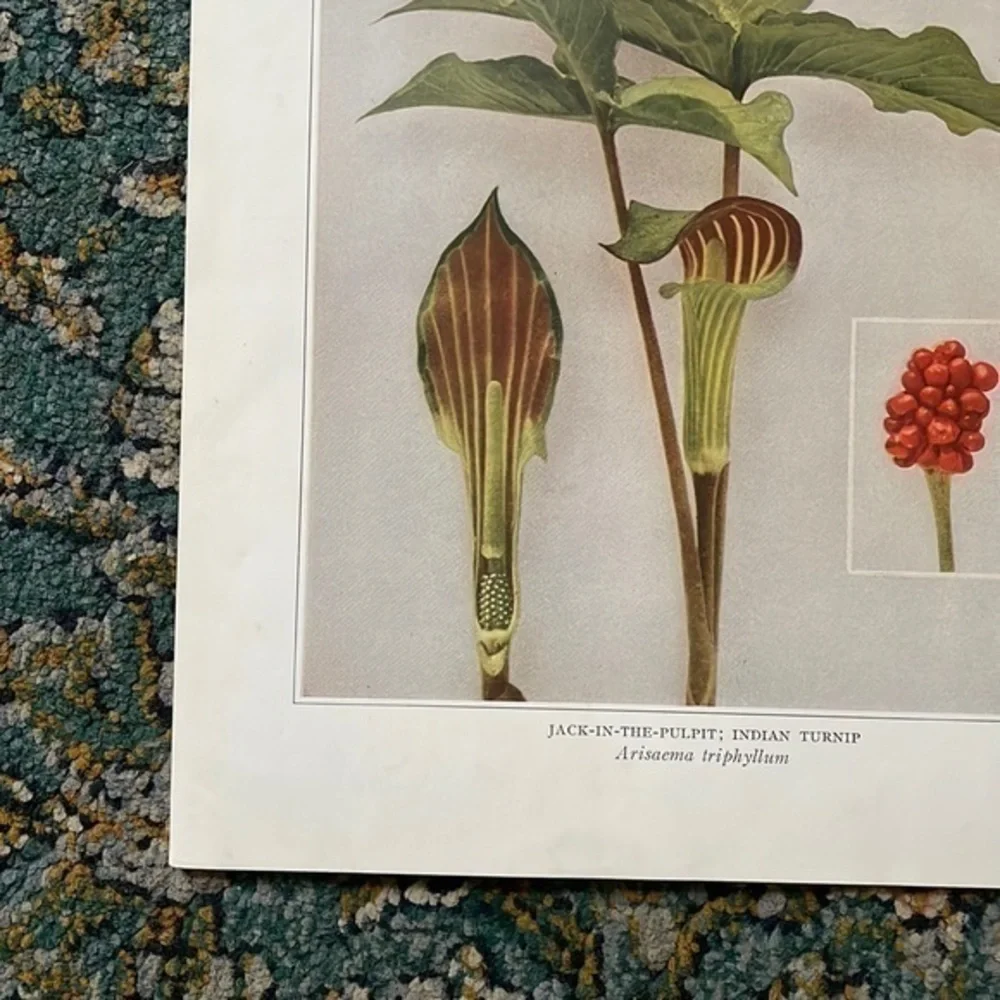 Botanical Plant Print Original Jack in The Pulpit plant